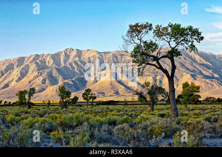 USA, l'Évêque, en Californie. Eastern Sierra, Owens Valley Banque D'Images