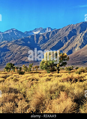 USA, l'Évêque, en Californie. Eastern Sierra, Owens Valley Banque D'Images