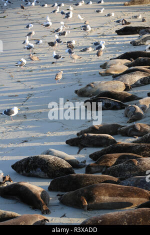 La Jolla Cove, en Californie. Les joints de couchage et mouettes sur une plage Banque D'Images