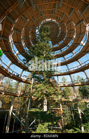 Tree Top Walk, Neuschonau, Parc National de la forêt bavaroise, Bayerischer Wald, Bavière, Allemagne Banque D'Images