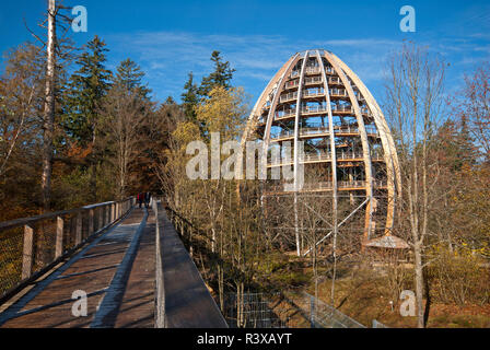 Tree Top Walk, Neuschonau, Parc National de la forêt bavaroise, Bayerischer Wald, Bavière, Allemagne Banque D'Images