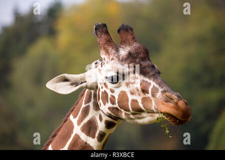 Beaux jeunes pâturage girafe Banque D'Images