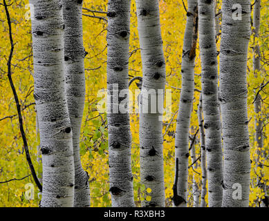 Les couleurs de l'automne Aspen Grove, Ohio Crested Butte, Colorado Banque D'Images