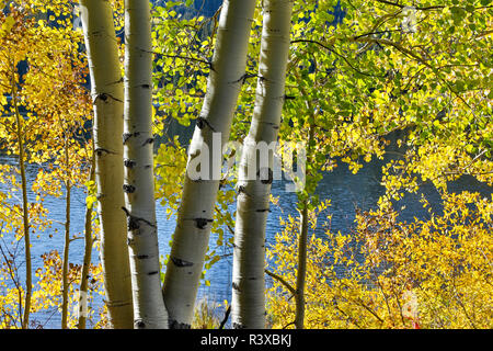 Tremble le long Lost Lake, Automne, Kebler Pass, Colorado. Banque D'Images