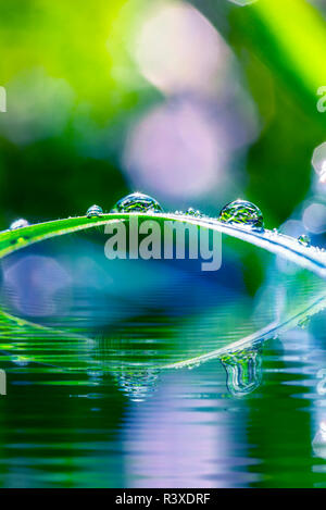 Plan Macro sur belle herbe verte avec dewdrops penché au-dessus de l'eau paisible. Banque D'Images