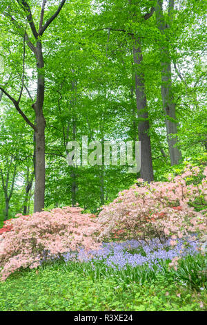 Azalea Woods, Winterthur, Delaware, Etats-Unis Banque D'Images