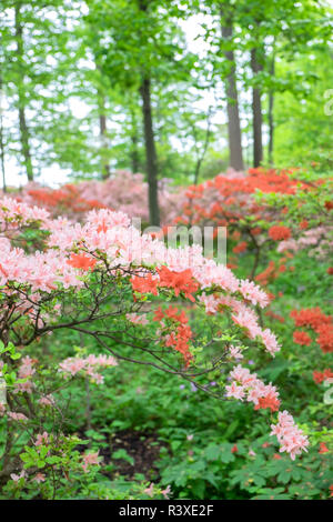 Azalea Woods, Winterthur, Delaware, Etats-Unis Banque D'Images