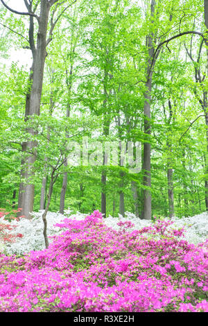 Azalea Woods, Winterthur, Delaware, Etats-Unis Banque D'Images