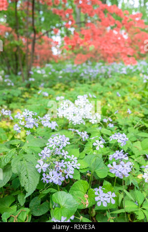 Azalea Woods, Winterthur, Delaware, Etats-Unis Banque D'Images