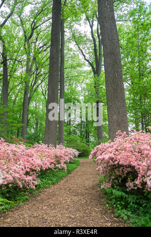 Azalea Woods, Winterthur, Delaware, Etats-Unis Banque D'Images