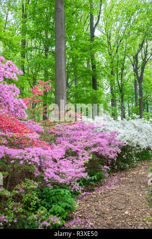 Azalea Woods, Winterthur, Delaware, Etats-Unis Banque D'Images