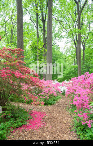 Azalea Woods, Winterthur, Delaware, Etats-Unis Banque D'Images