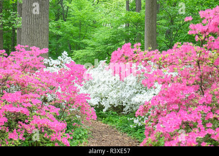 Azalea Woods, Winterthur, Delaware, Etats-Unis Banque D'Images