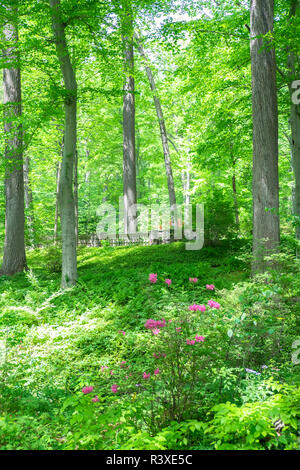 Azalea Woods, Winterthur, Delaware, Etats-Unis Banque D'Images