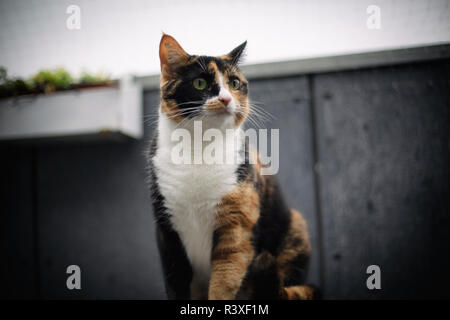 Conscient cat Banque D'Images