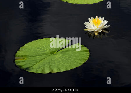 Nénuphar blanc américain, Nymphaea odorata, Cruickshank Sanctuary, en Floride. Banque D'Images