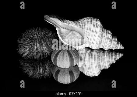 Urchin et seashell réflexion, en Floride. Banque D'Images