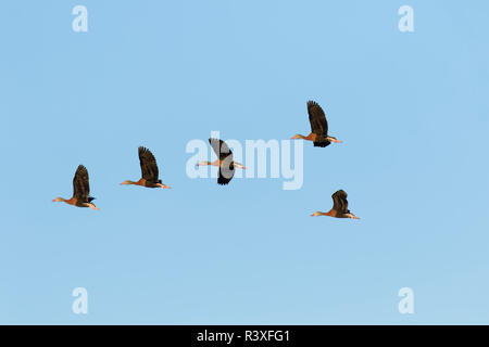 Black-bellied whistling Dendrocygna autumnalis, vol de canards, en Floride. Banque D'Images