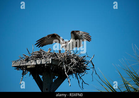 USA, Floride, l'île de Sanibel, Ding Darling NWR, Osprey Nest avec des adultes et des poussins Banque D'Images