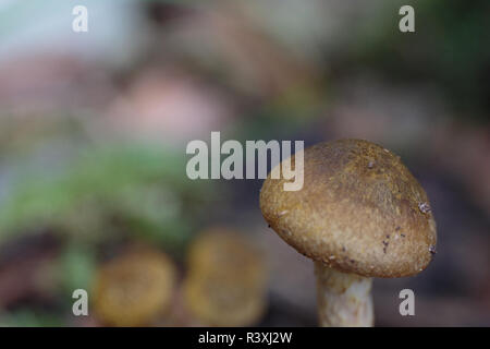 Le champignon Banque D'Images