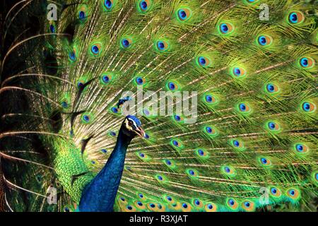 Portrait de peacock avec plumes se tenir dehors Banque D'Images