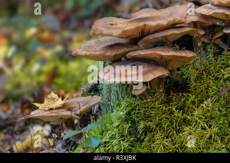 Vue grand angle faible de champignons sur le sol forestier, Upper Peninsula, Hiawatha National Forest, au Michigan. Banque D'Images