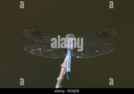 Blue Dasher, Pachydiplax longipennis, homme Banque D'Images