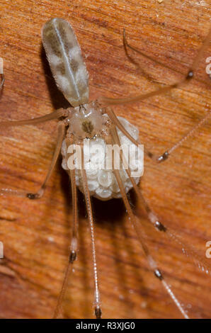 Longbodied Araignée Pholcus phalangioides, Cave, femme d'affaire Banque D'Images