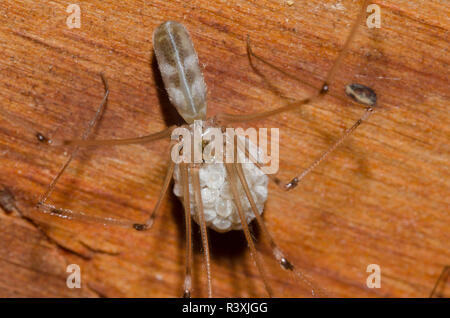 Longbodied Araignée Pholcus phalangioides, Cave, femme d'affaire Banque D'Images