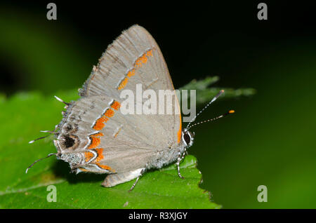 Red-banded Hairstreak, Calycopis cécrops Banque D'Images