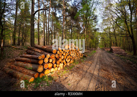 Les arbres abattus dans une forêt et d'un chemin de terre dans la lumière du soir. Banque D'Images