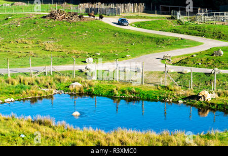 Une voiture passe à travers des bisons et des ours polaires dans l'approche de l'enceinte Highland Wildlife Safari Park, Ecosse Banque D'Images