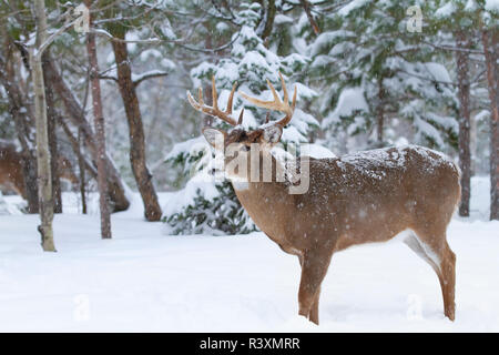 White-tailed deer buck avec de la neige sur son nez debout dans la neige pendant la saison du rut, à Ottawa, Canada Banque D'Images