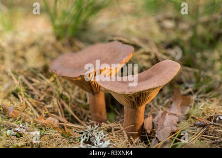 Lactarius rufus. Milkcap roux, ou le lait chaud rouge comestible champignon sauvage de la PAC. Champignons bruns, l'environnement naturel et historique Banque D'Images