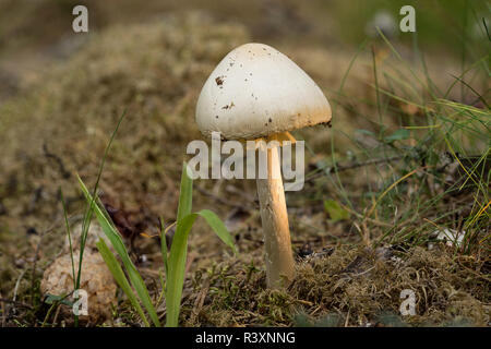 L'Amanita virosa. détruire Angel est un poison mortel champignon basidiomycète. Champignons blancs, l'environnement naturel et historique Banque D'Images