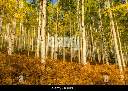 USA, Colorado, Gunnison National Forest. Les trembles et de fougères en automne couleur. Banque D'Images