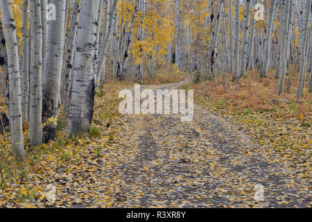 Tombée à l'automne les feuilles d'Aspen, Colorado Col Keebler sur chemin de terre. Banque D'Images