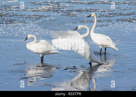 Les cygnes trompettes sur le Ranch de Harriman, Henrys Fork River, New York Banque D'Images