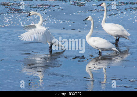 Les cygnes trompettes sur le Ranch de Harriman, Henrys Fork River, New York Banque D'Images