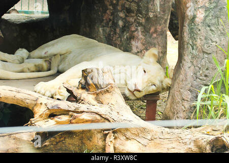 White african female lion reposant au zoo Banque D'Images