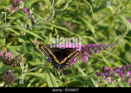 Black Papilio polyxenes) mâle sur l'arbre aux papillons (Buddleja davidii) Comté de Marion, Illinois Banque D'Images