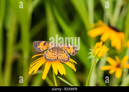 Phyciodes tharos Pearl Crescent) sur black-eyed Susan's (Rudbeckia hirta) Comté de Marion, Illinois Banque D'Images