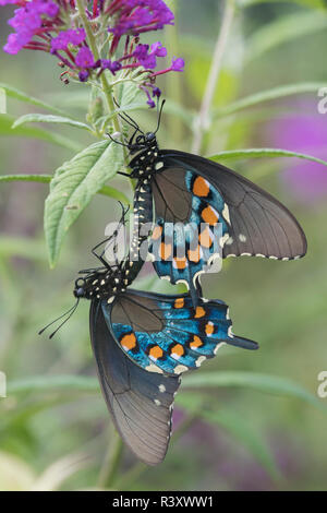 Battus philenor Pipevine Swallowtail (hommes et femmes) l'accouplement sur l'arbre aux papillons (Buddleja davidii) Comté de Marion, Illinois Banque D'Images