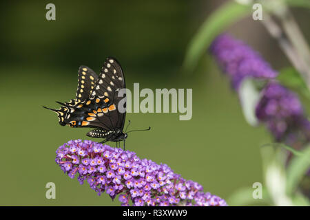 Black Papilio polyxenes) mâle sur l'arbre aux papillons (Buddleja davidii) Comté de Marion, Illinois Banque D'Images