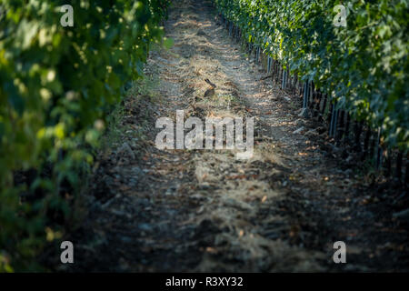 Pastina, Pise, Toscane - hare, entre les vignobles, de traitement et de soins de vin rouge et blanc Banque D'Images