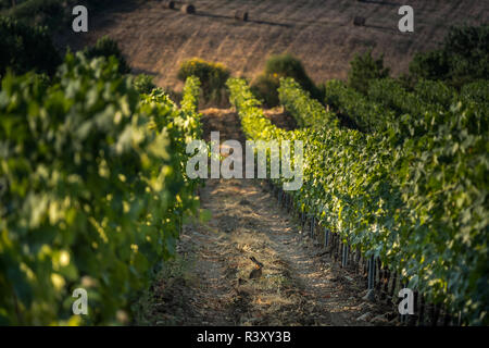Pastina, Pise, Toscane - hare, entre les vignobles, de traitement et de soins de vin rouge et blanc Banque D'Images