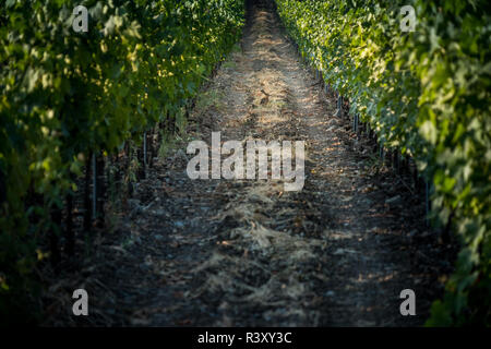 Pastina, Pise, Toscane - hare, entre les vignobles, de traitement et de soins de vin rouge et blanc Banque D'Images