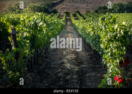 Pastina, Pise, Toscane - hare, entre les vignobles, de traitement et de soins de vin rouge et blanc Banque D'Images
