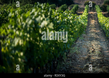 Pastina, Pise, Toscane - hare, entre les vignobles, de traitement et de soins de vin rouge et blanc Banque D'Images