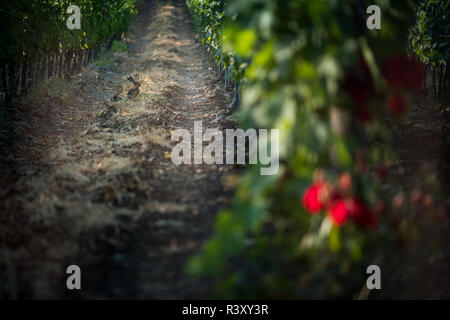 Pastina, Pise, Toscane - hare, entre les vignobles, de traitement et de soins de vin rouge et blanc Banque D'Images